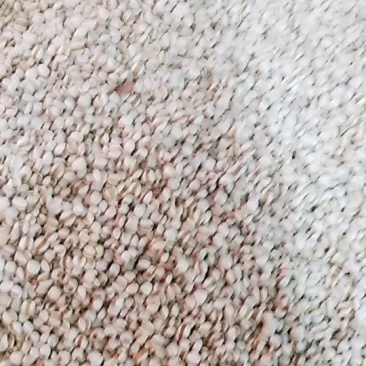 小粒细薏米质量好可以