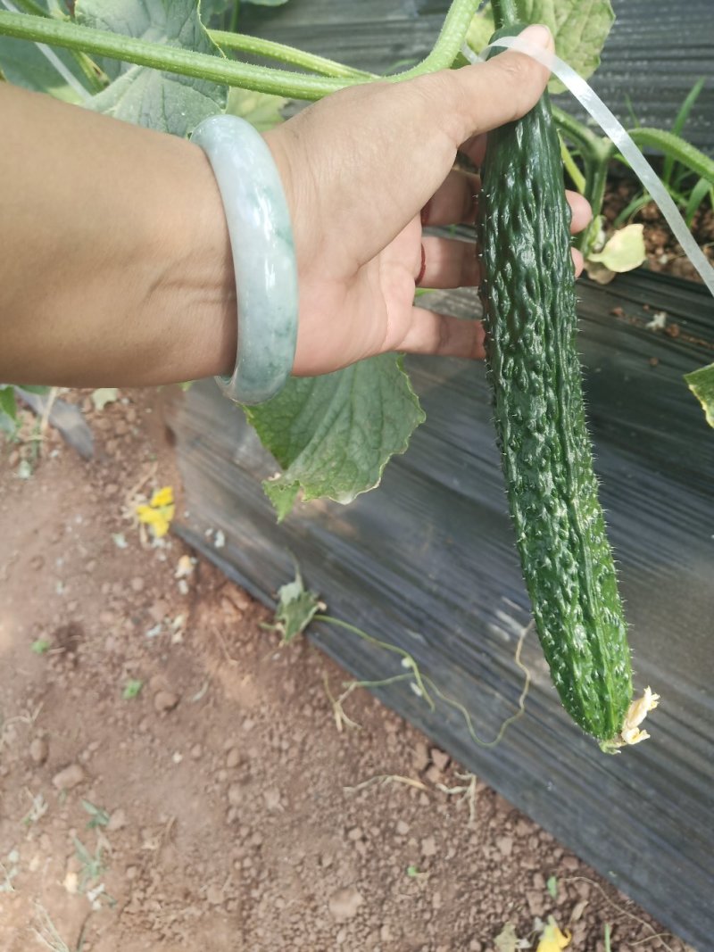 黄瓜，密刺黄瓜，刚刚上市的夏黄瓜，大棚黄瓜