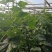 黄瓜，密刺黄瓜，刚刚上市的夏黄瓜，大棚黄瓜