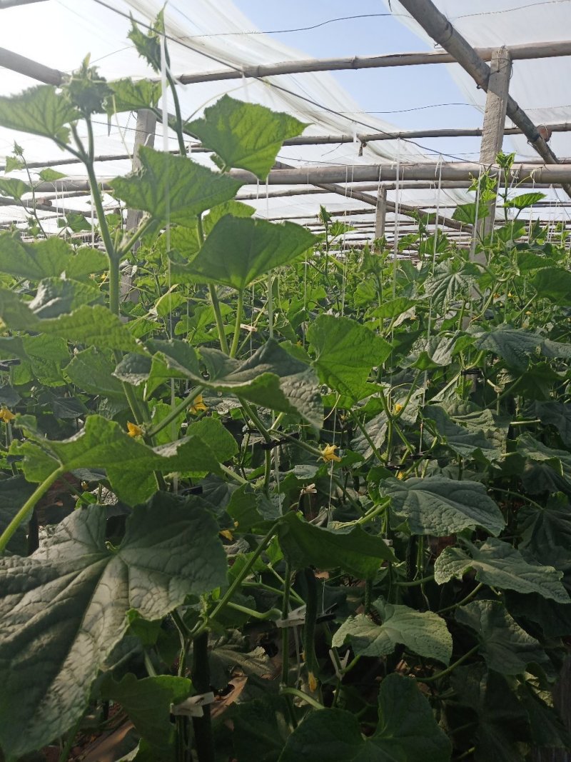 黄瓜，密刺黄瓜，刚刚上市的夏黄瓜，大棚黄瓜