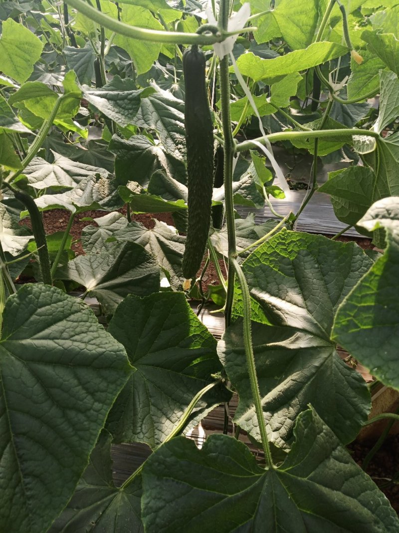 黄瓜，密刺黄瓜，刚刚上市的夏黄瓜，大棚黄瓜