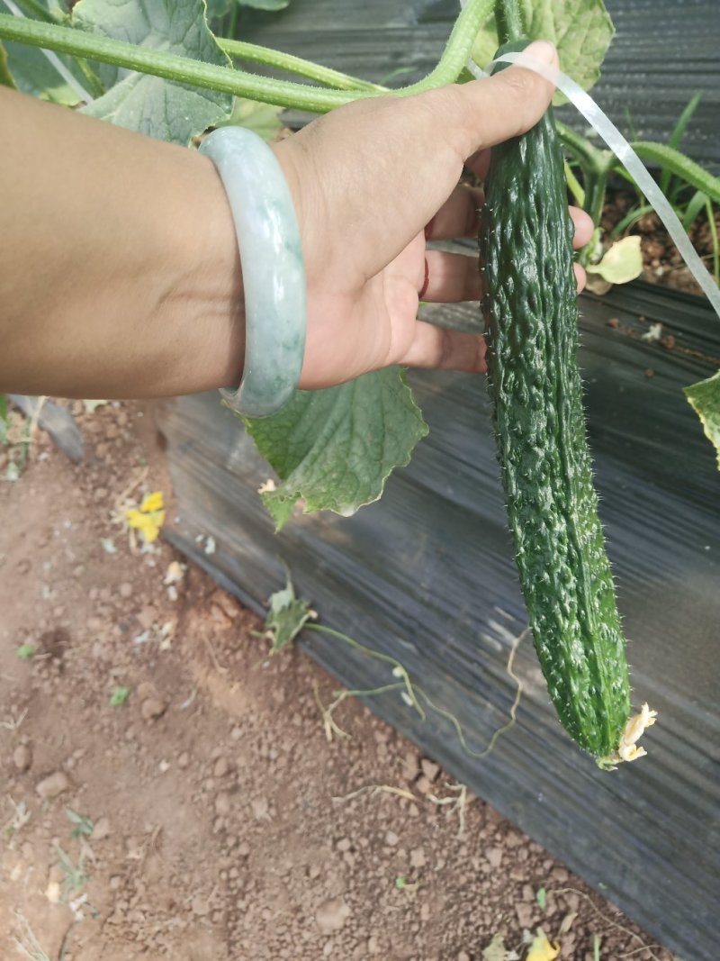 黄瓜，密刺黄瓜，刚刚上市的夏黄瓜，大棚黄瓜