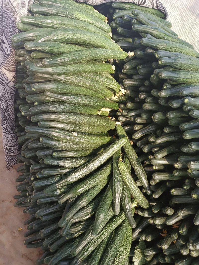 黄瓜，密刺黄瓜，刚刚上市的夏黄瓜，大棚黄瓜