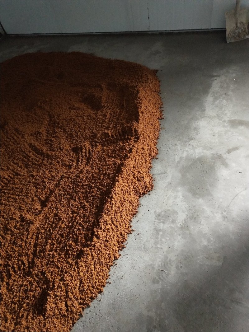 刺嫩芽种子乌龙头种子刺龙包苗刺嫩芽大型育苗基地