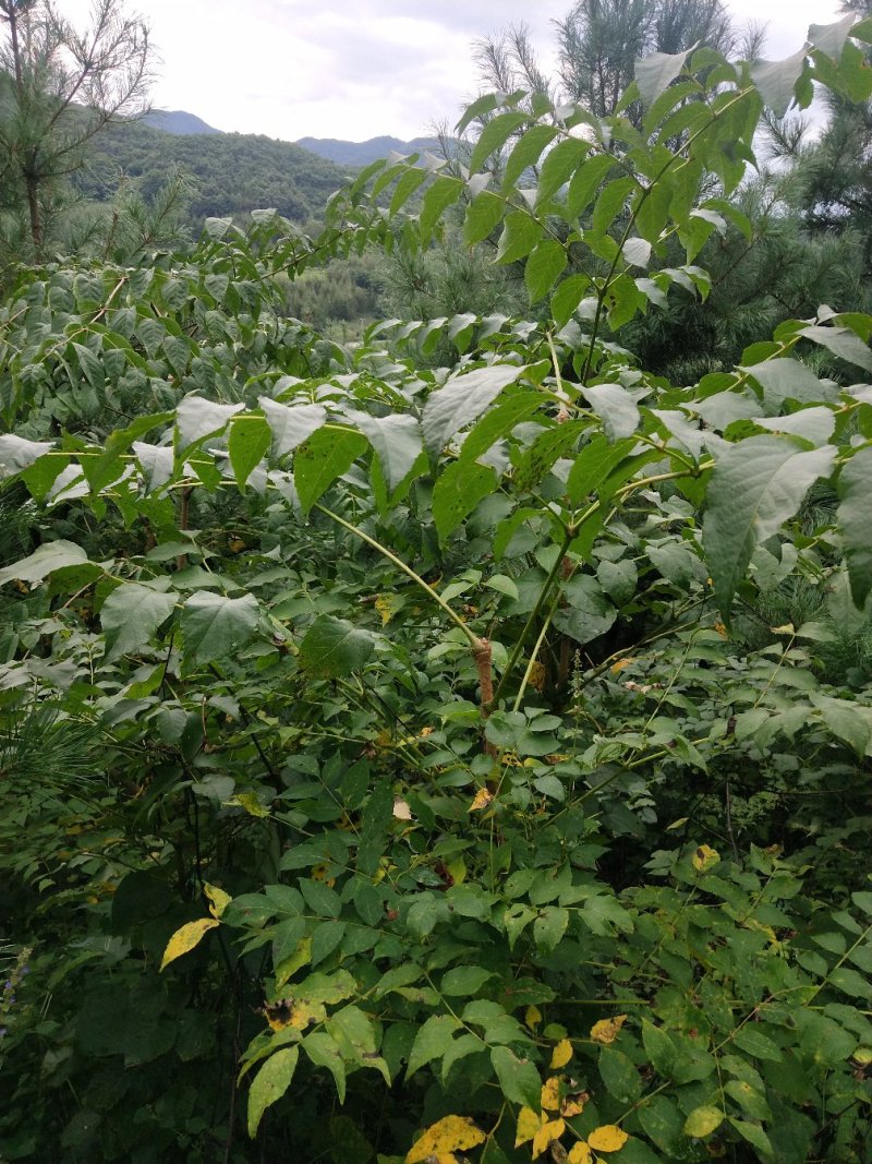 刺嫩芽种子乌龙头种子刺龙包苗刺嫩芽大型育苗基地