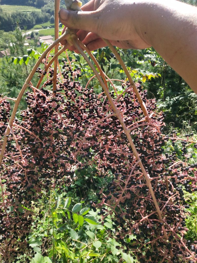 刺嫩芽种子乌龙头种子刺龙包苗刺嫩芽大型育苗基地