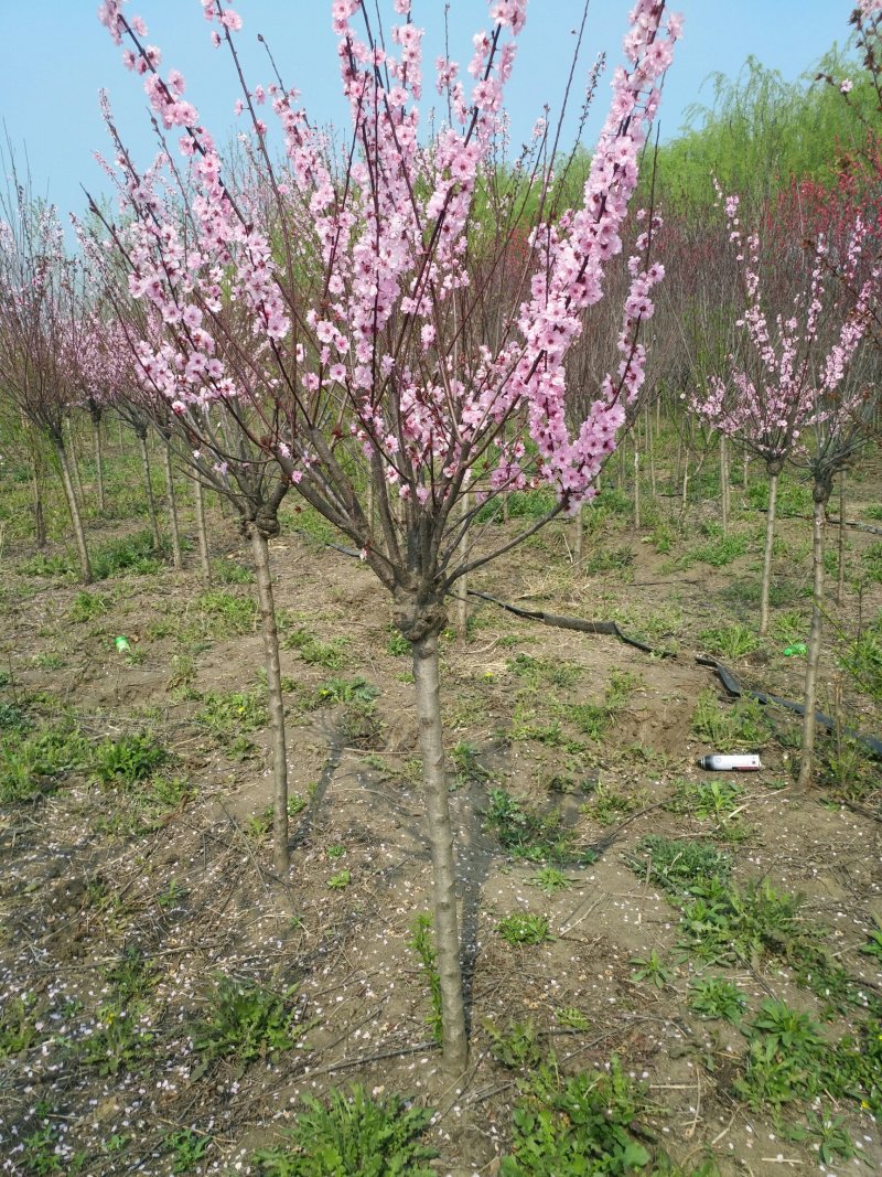 榆叶梅4一5一6一7一8公分榆叶梅，10一12公分