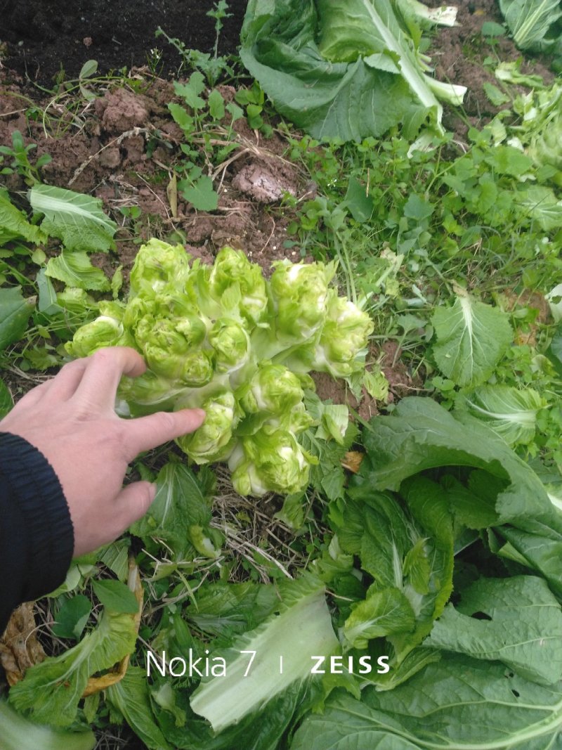 精品儿菜走车价