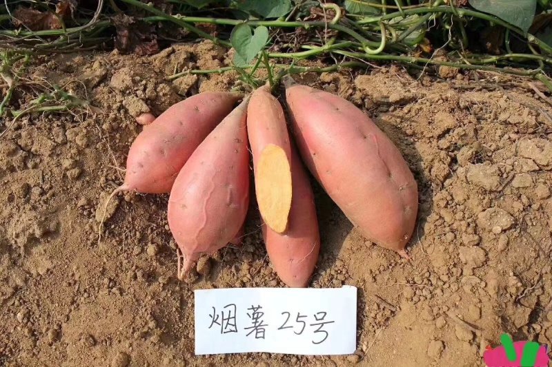 烟薯25