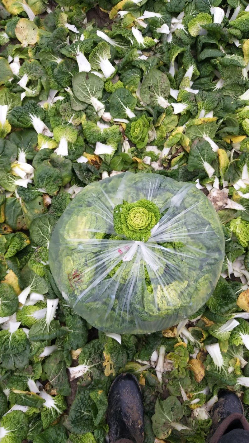 超级黄心菜