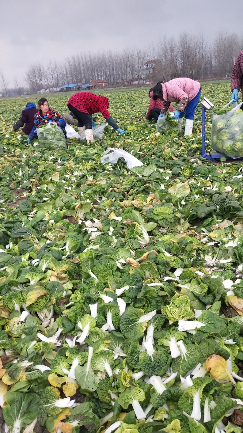 超级黄心菜