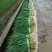 广西柳州蒜苗，红根蒜苗，蒜叶80-85cm大量上市
