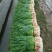 广西柳州蒜苗，红根蒜苗，蒜叶80-85cm大量上市