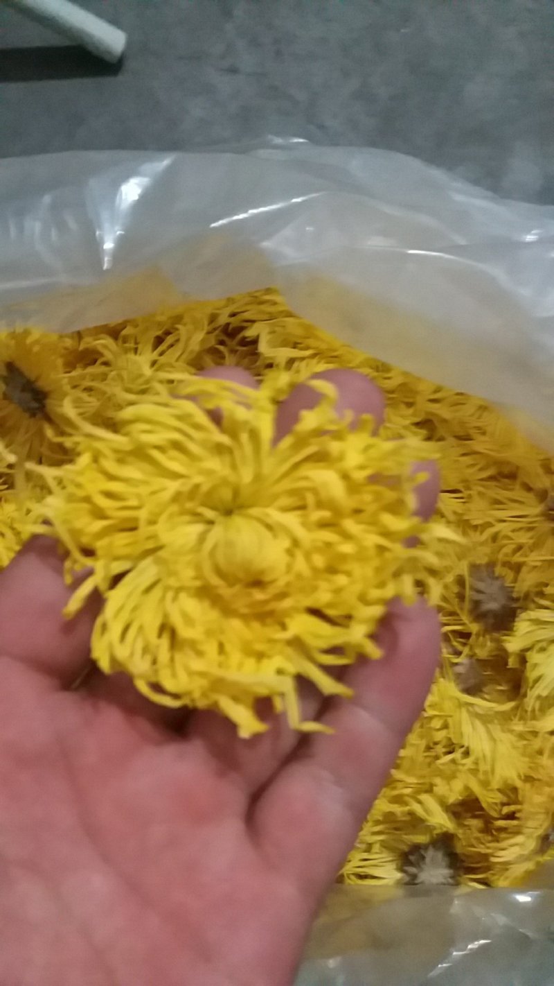 金丝黄菊苗