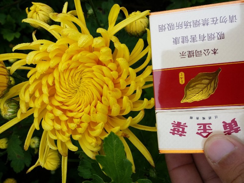 金丝黄菊苗