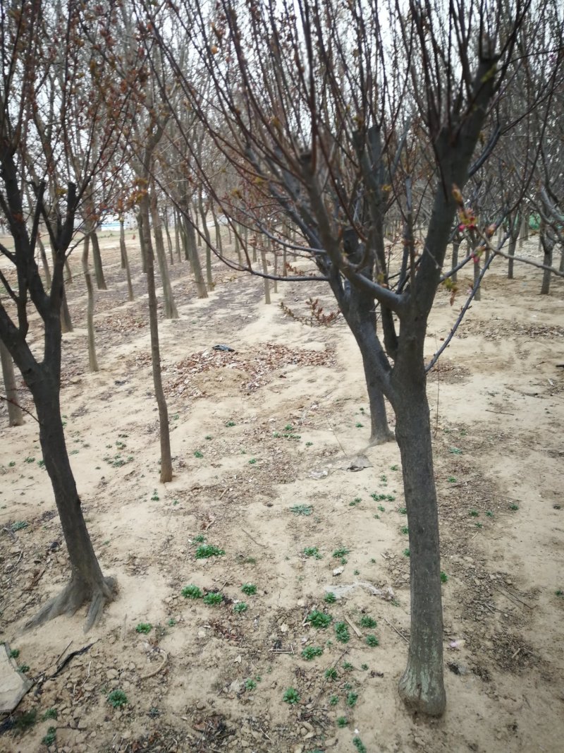 樱花树8-15