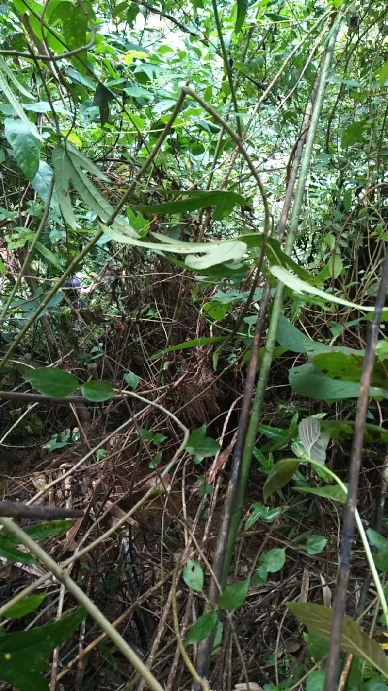 野生五指毛桃