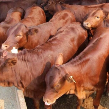 肉牛犊，本场常年出售各种改良肉牛犊，免费送货，货到付款。