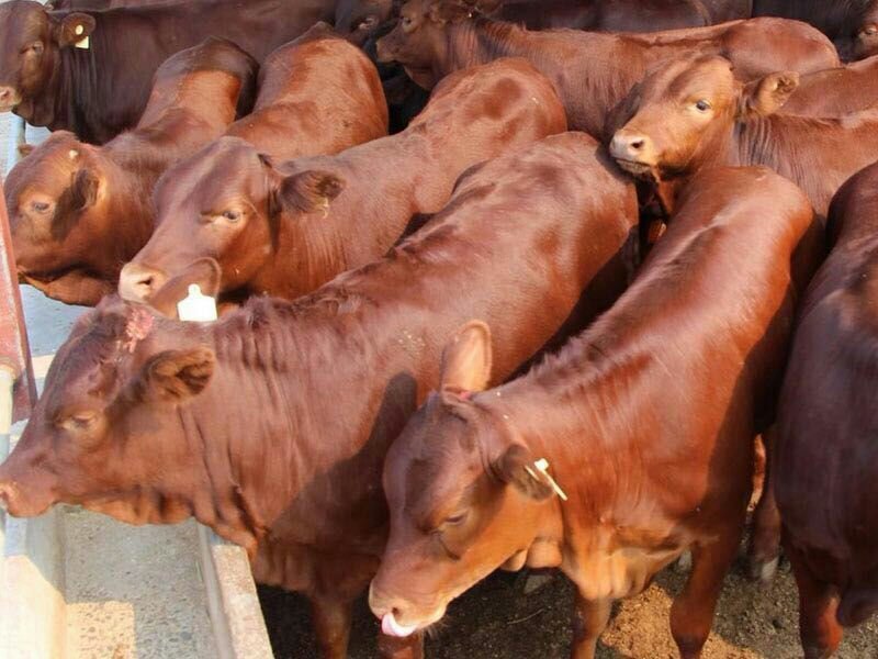肉牛犊，本场常年出售各种改良肉牛犊，免费送货，货到付款。