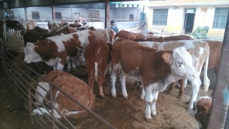 肉牛犊，本场常年出售各种改良肉牛犊，免费送货，货到付款。