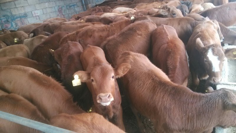 肉牛犊，本场常年出售各种改良肉牛犊，免费送货，货到付款。