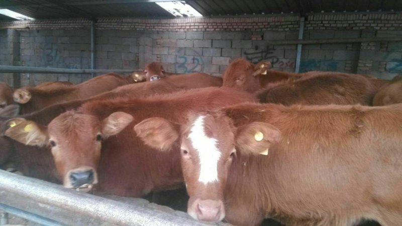 肉牛犊，本场常年出售各种改良肉牛犊，免费送货，货到付款。