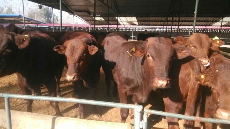 肉牛犊，本场常年出售各种改良肉牛犊，免费送货，货到付款。