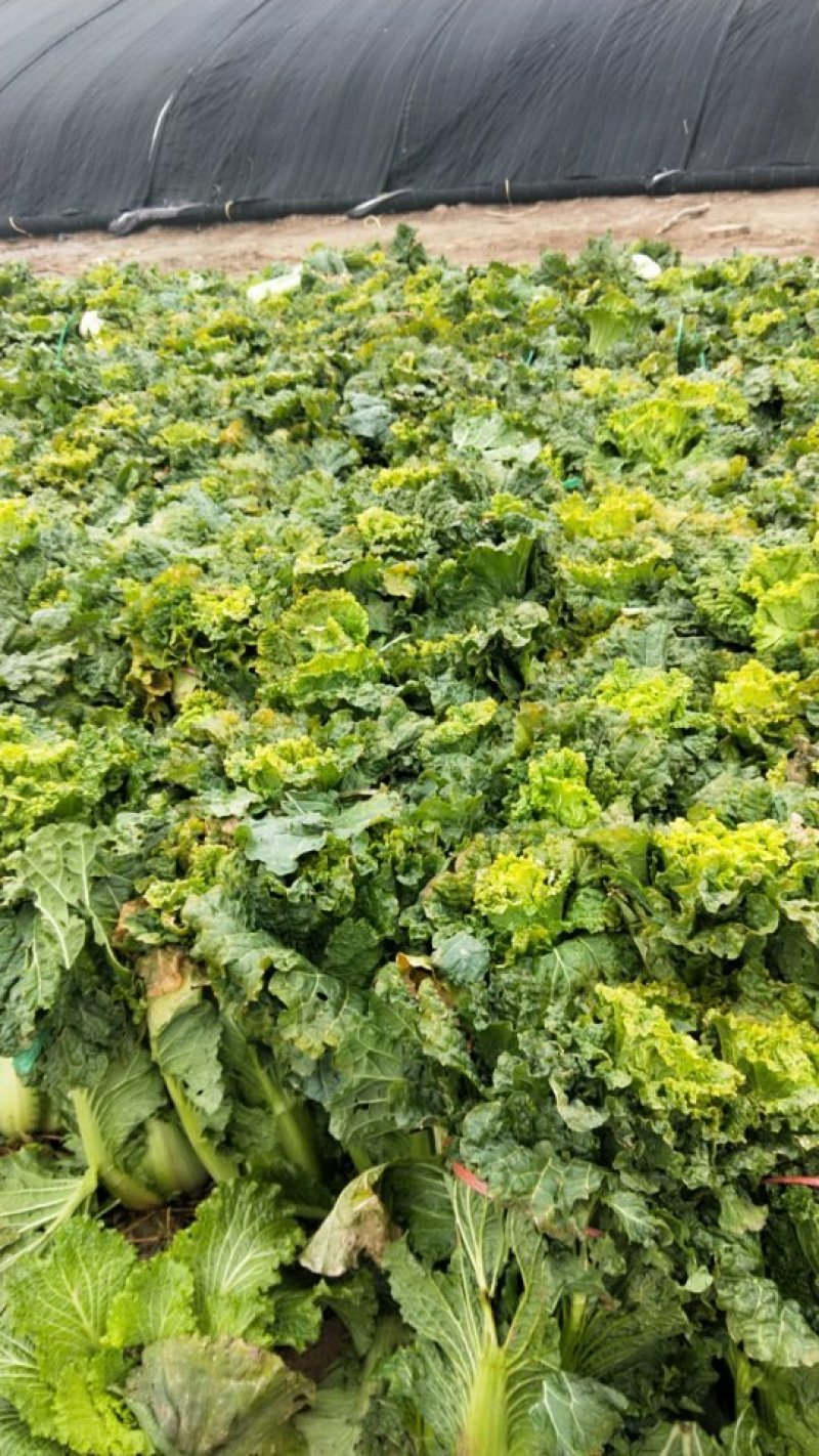 合作社直销，大白菜，西红柿，芹菜