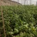 合作社直销，大白菜，西红柿，芹菜