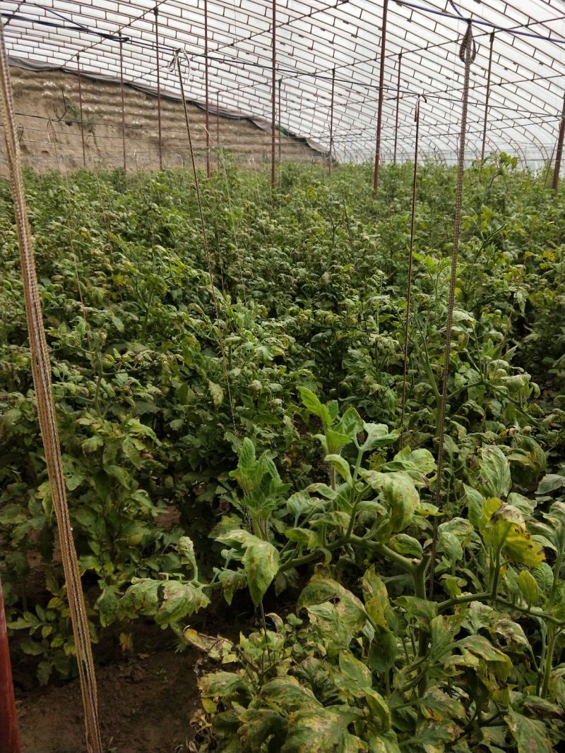 合作社直销，大白菜，西红柿，芹菜