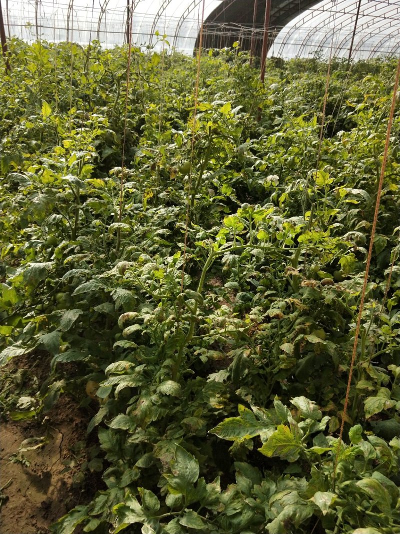 合作社直销，大白菜，西红柿，芹菜