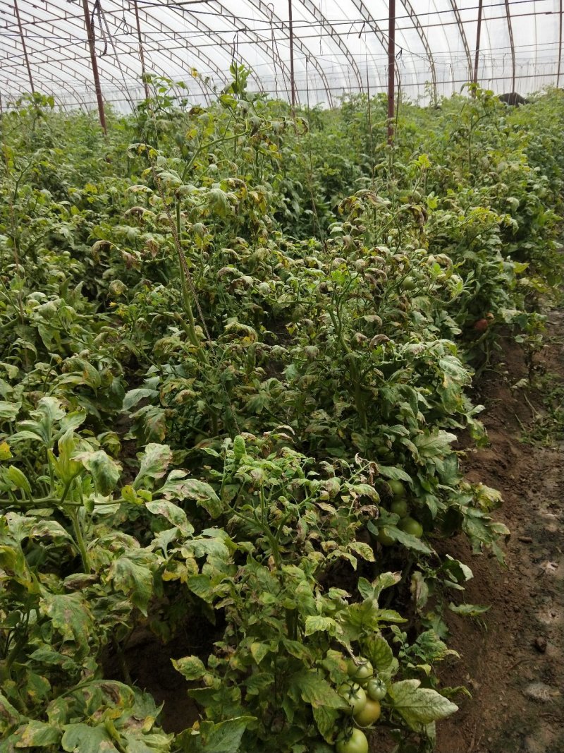 合作社直销，大白菜，西红柿，芹菜
