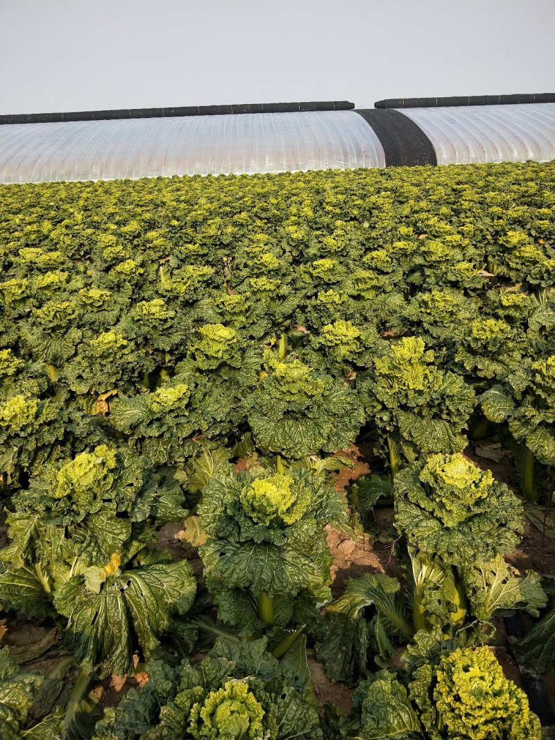 合作社直销，大白菜，西红柿，芹菜