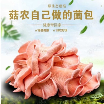 红平菇菌棒出菇包菌包