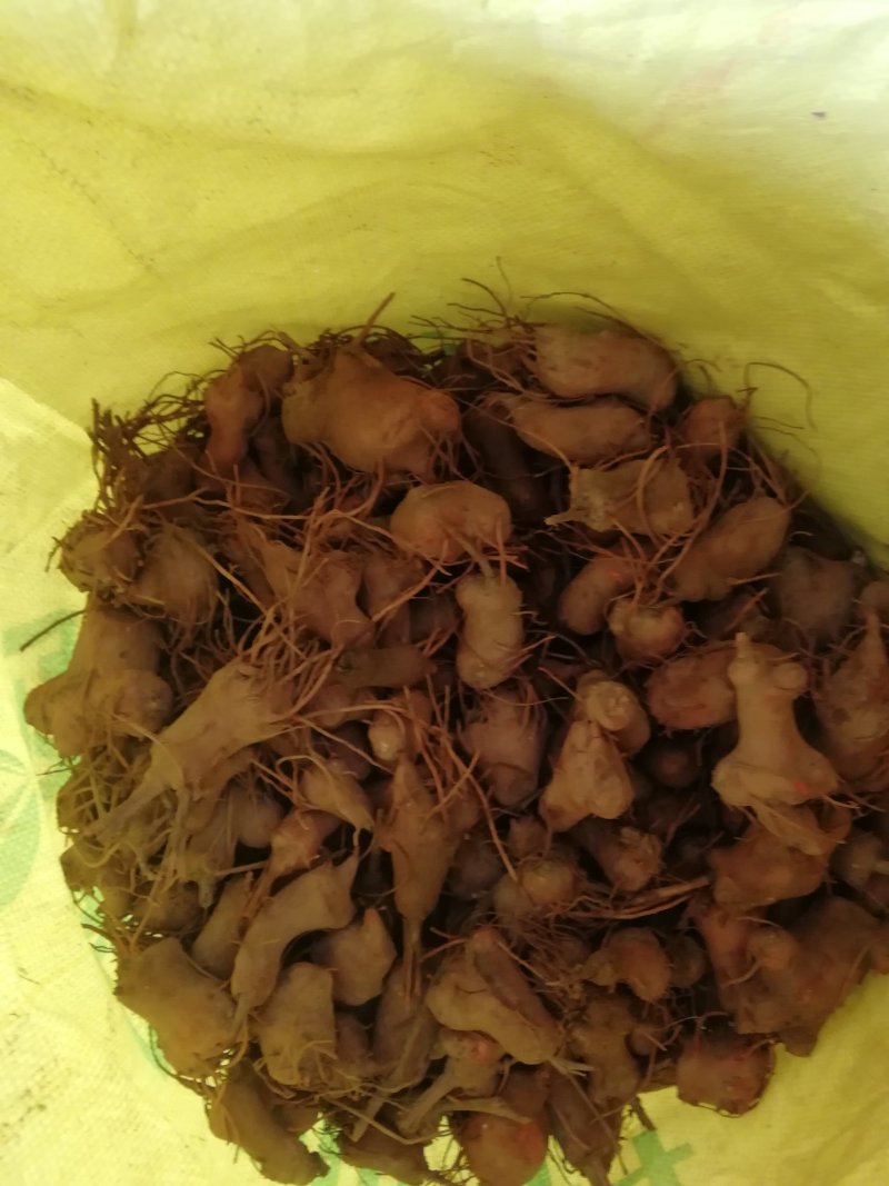 拌种白术