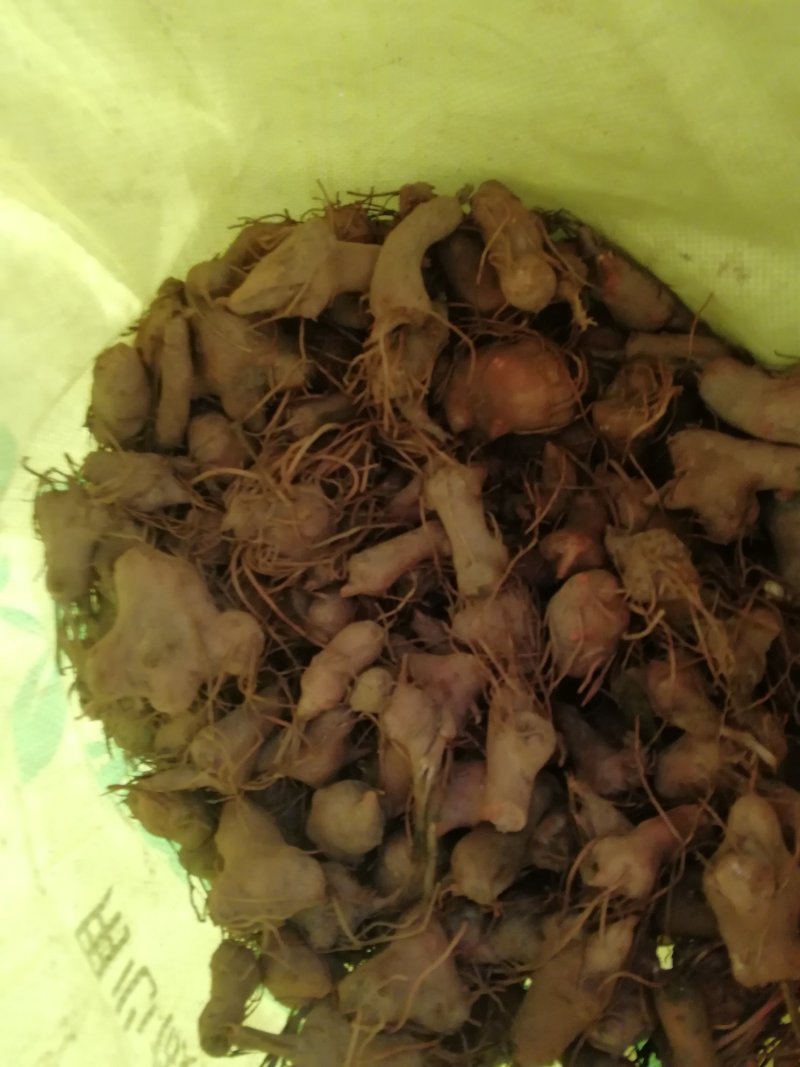 拌种白术
