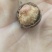 野山茶油子干度%15左右的