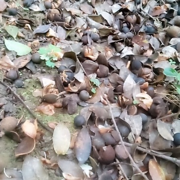 野山茶油子干度%15左右的