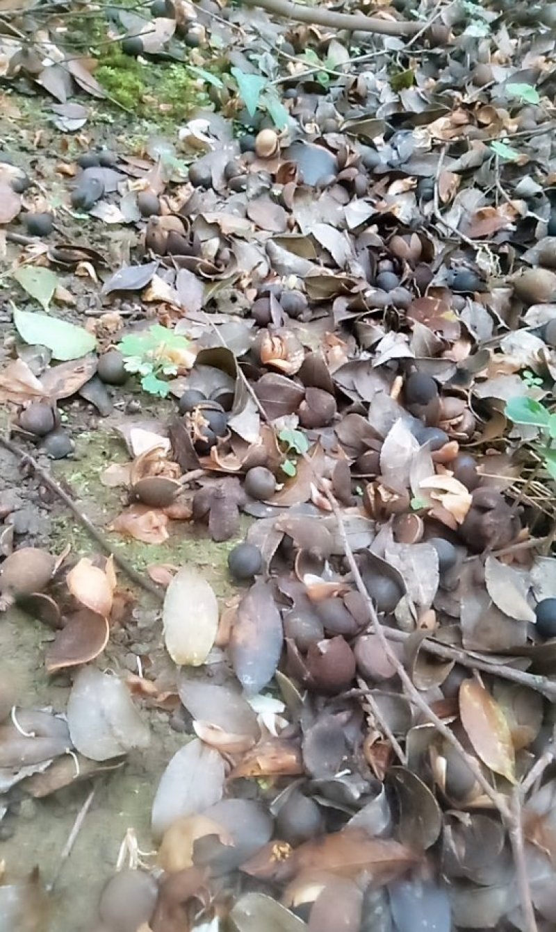 野山茶油子干度%15左右的