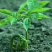 【包邮】吉林长白山非野生人参苗出芽率90%以上盆栽苗