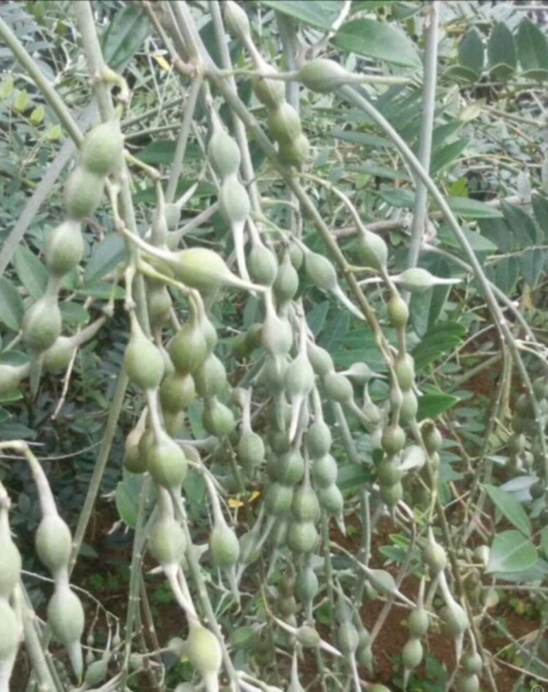 山豆根种子