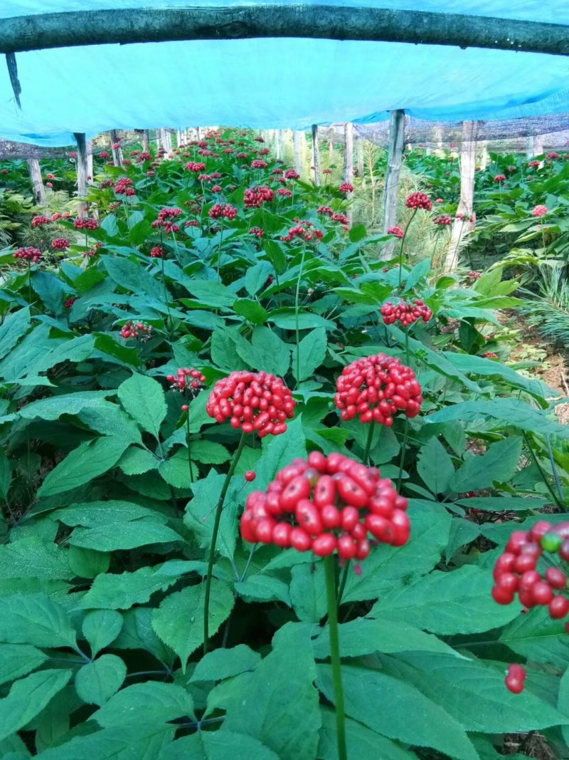 【包邮】吉林长白山非野生人参苗出芽率90%以上盆栽苗