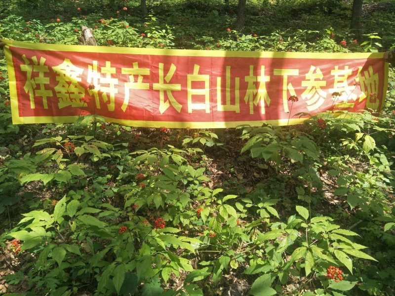 【包邮】吉林长白山非野生人参苗出芽率90%以上盆栽苗
