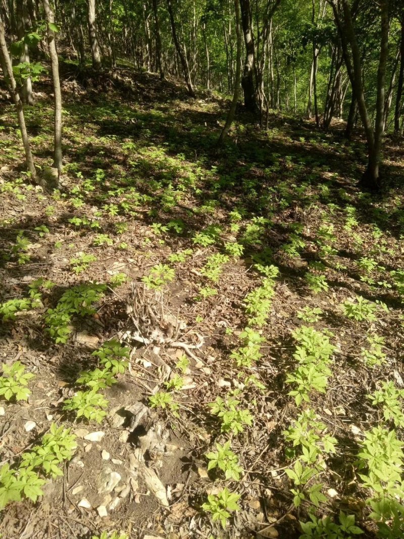 【包邮】吉林长白山非野生人参苗出芽率90%以上盆栽苗