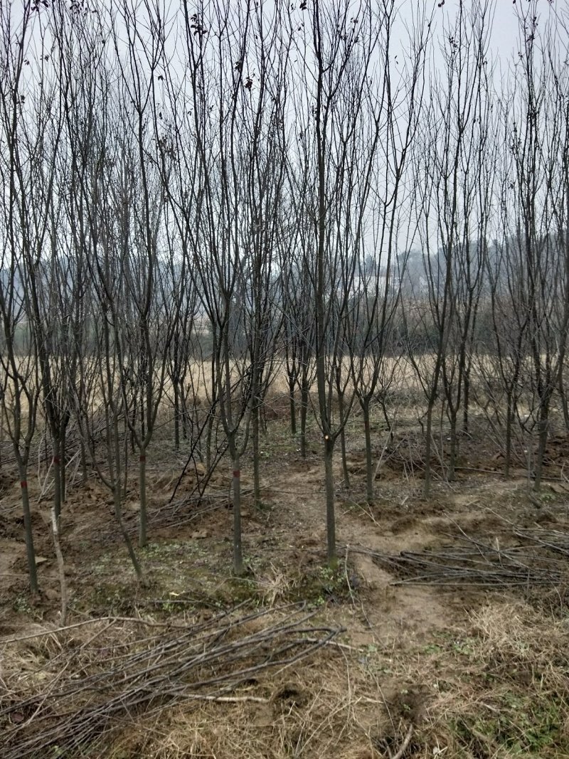紫叶李美人梅