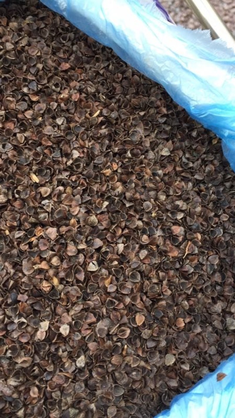 荞麦壳，荞麦，油菜籽