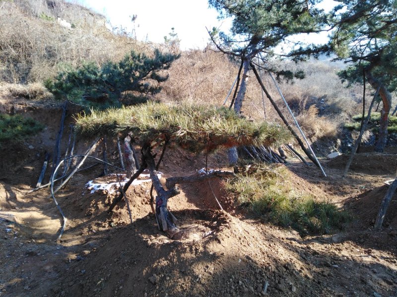 精品造型松