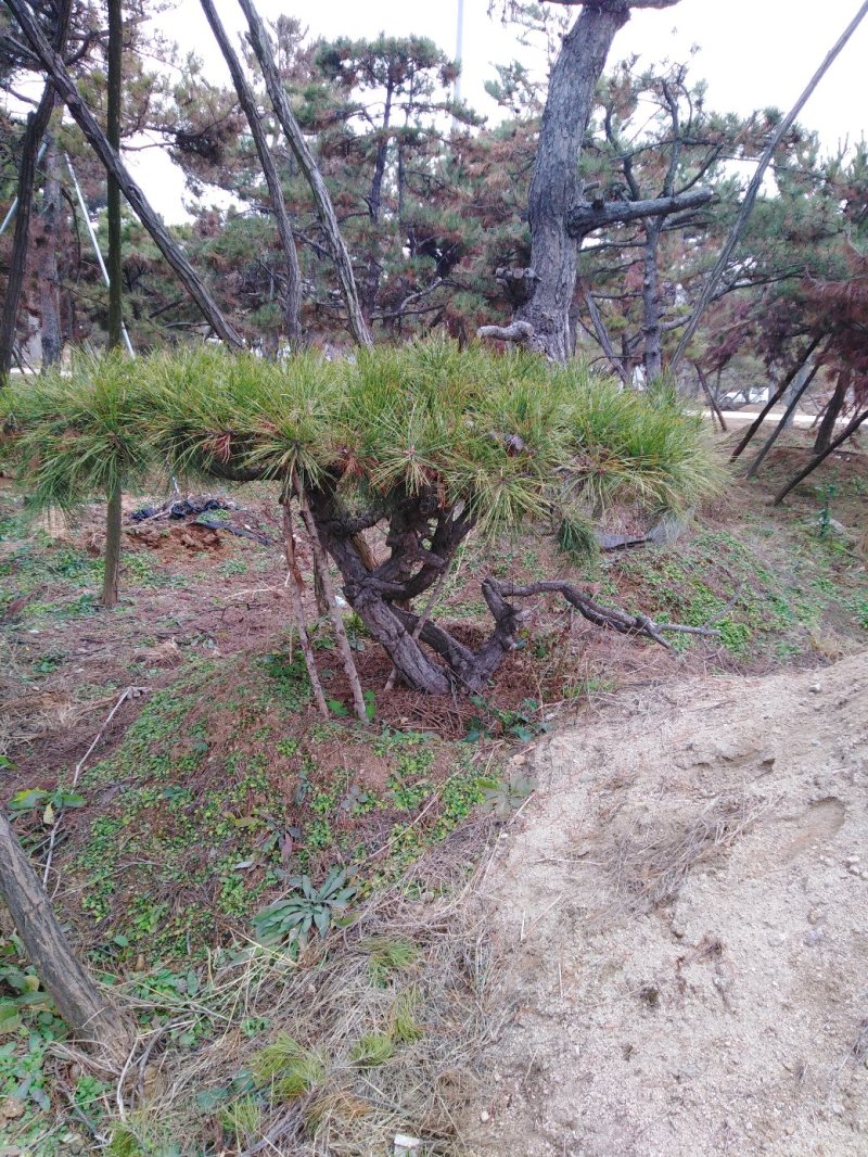 精品造型松