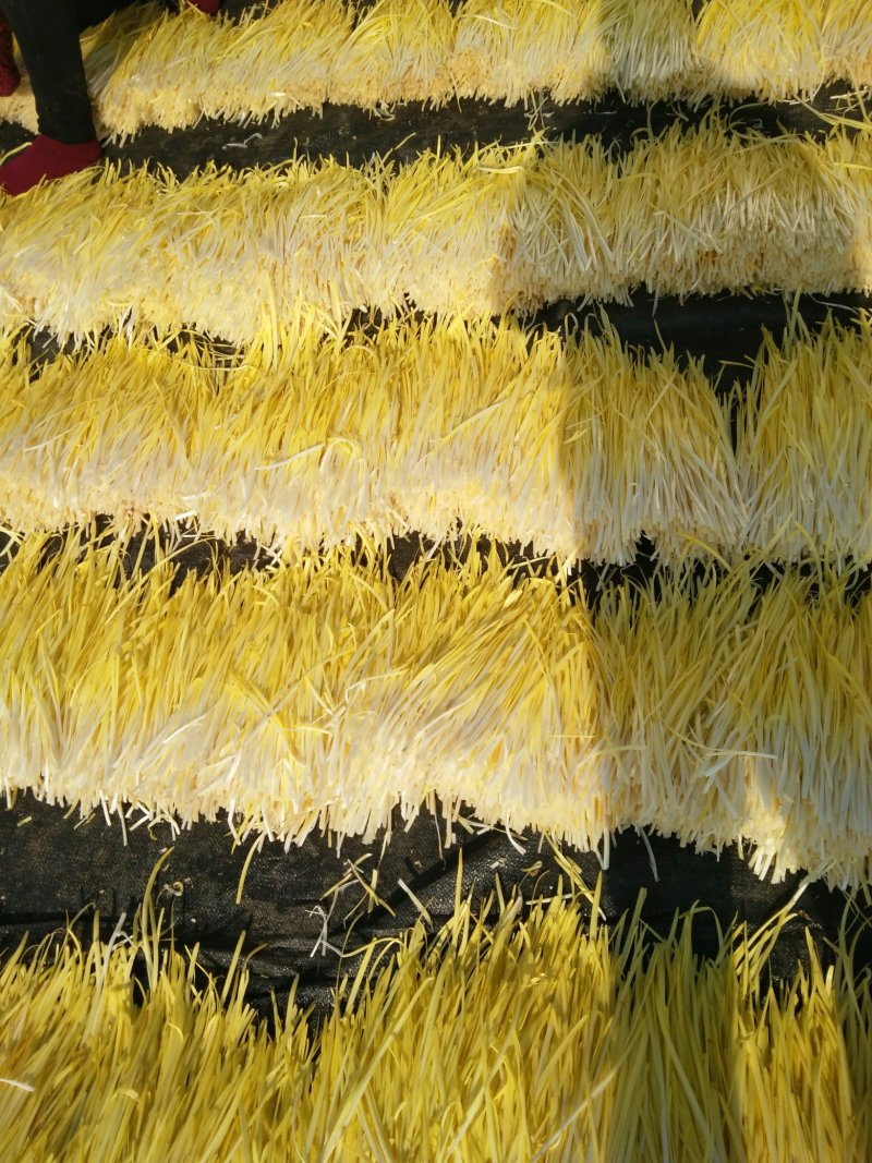 优质韭黄