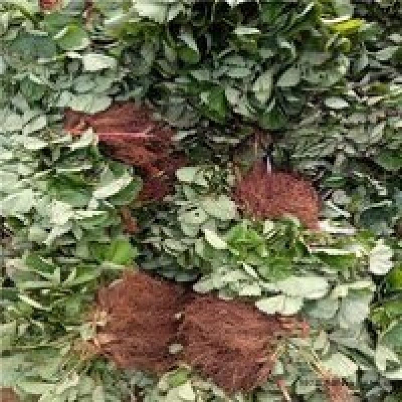 草莓苗甜查理基地直销现挖现卖包成活
